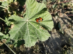 Coccinella septempunctata