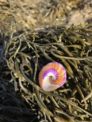 Calliostoma annulatum