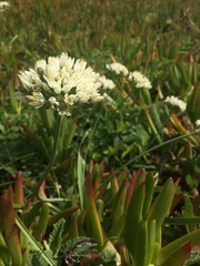 Allium subvillosum
