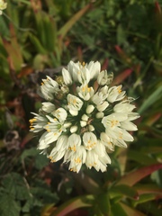 Allium subvillosum