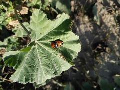 Coccinella septempunctata