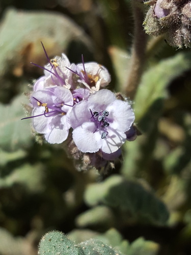 gypsum phacelia