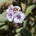 Gypsum Phacelia - Photo (c) Alex Abair, some rights reserved (CC BY-NC), uploaded by Alex Abair