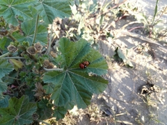 Coccinella septempunctata