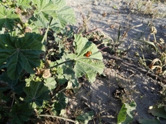 Coccinella septempunctata