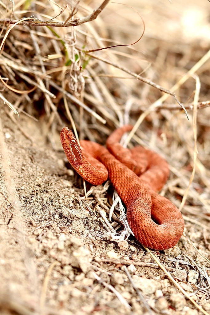 Karaganda Pitviper