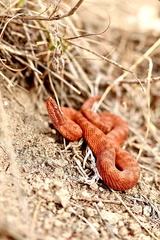 Karaganda Pitviper photo 1