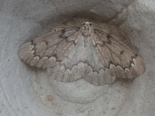 False Hemlock Looper Moth photo 6