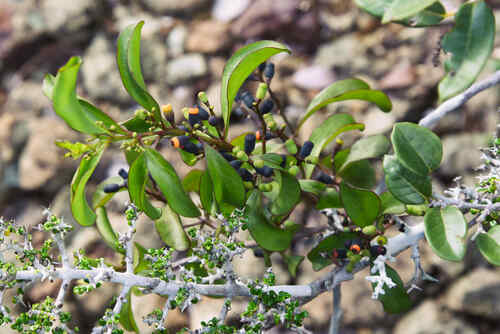 Dendropemon purpureus