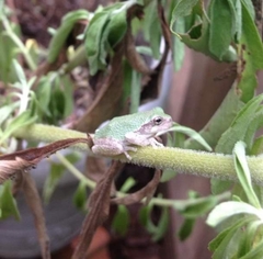 Hyla versicolor