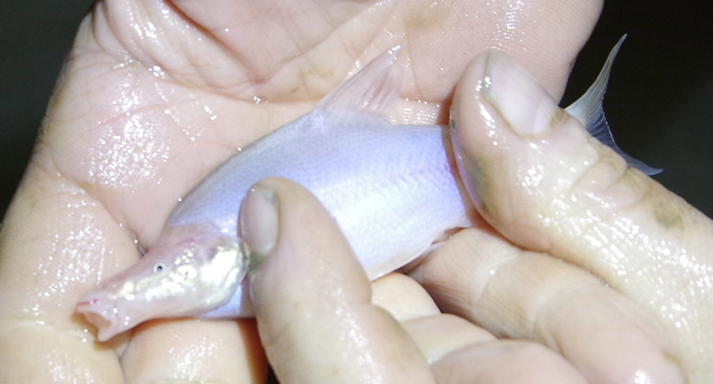 Sinocyclocheilus microphthalmus