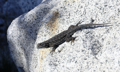 iNaturalist observation photo of Common Sagebrush Lizard