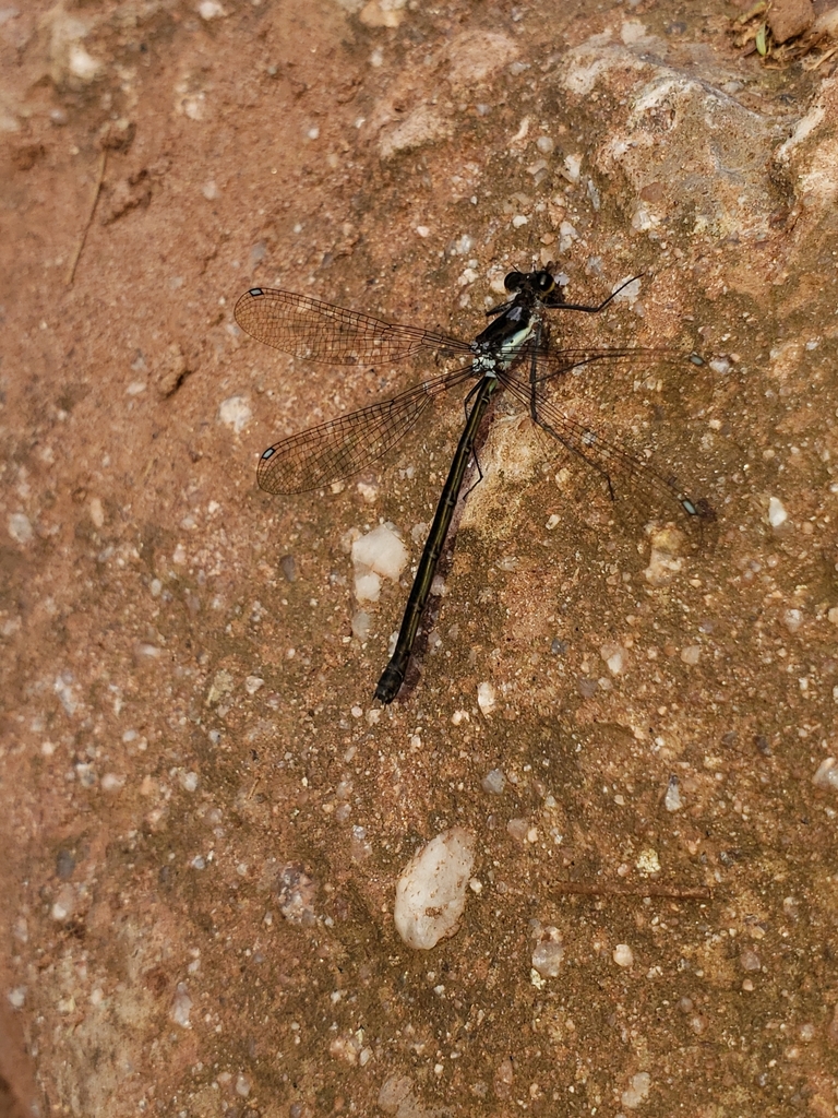 Teinopodagrion meridionale