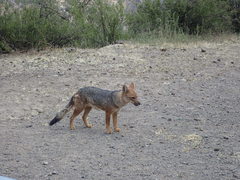 Lycalopex culpaeus culpaeus