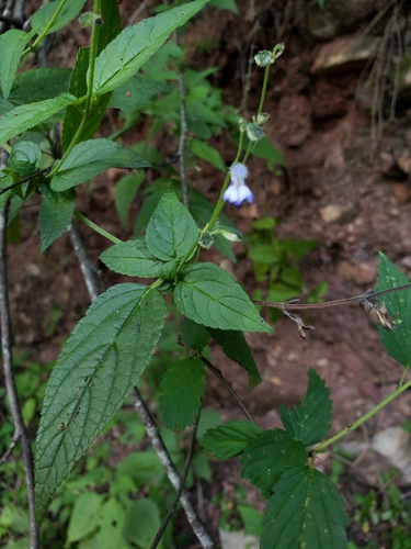 Image of Salvia rypara by (c) Sol Quipildor, some rights reserved (CC BY-SA)