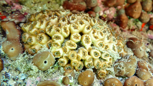 Cushion Coral, photo 5 of 10