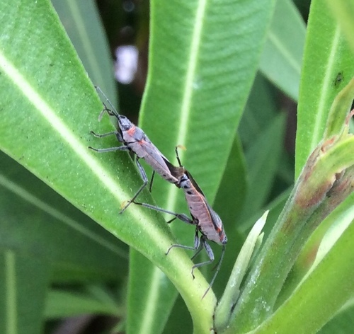 Photo of Swan plant seed bug (Arocatus rusticus)