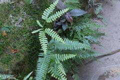 Dicranopteris