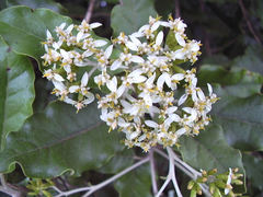 Olearia albida