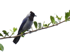 Cyanocorax violaceus