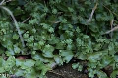 Marchantia pappeana