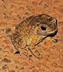 Duttaphrynus melanostictus