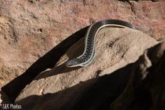 Thamnosophis lateralis