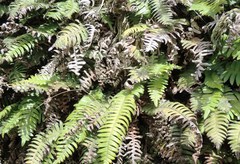 Blechnum durum