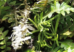 Blechnum durum