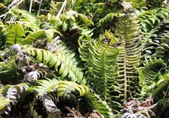 Blechnum durum