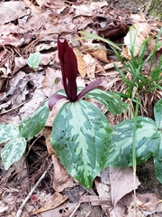 Trillium maculatum
