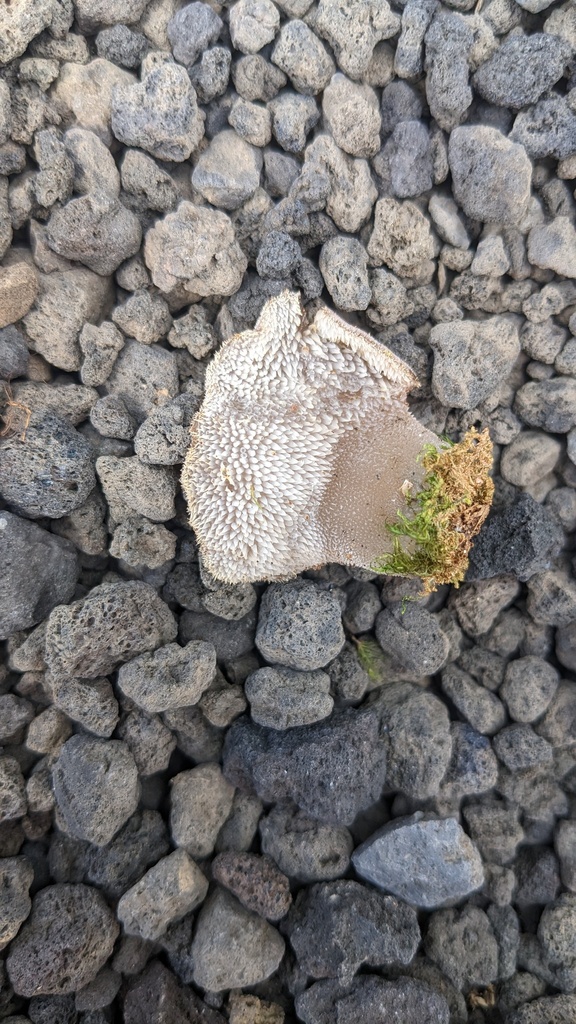 Pseudohydnum gelatinosum · September 2023 · photo: © atsushi_nakajima_cirque (iNaturalist, cc-by)