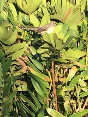 Mimus polyglottos