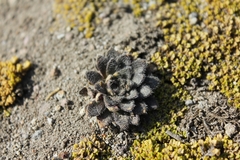 Draba jorullensis