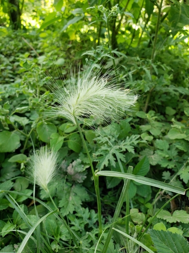 Feathertop (Cenchrus longisetus)