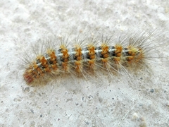 Paracles deserticola