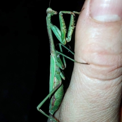 Stagmomantis carolina
