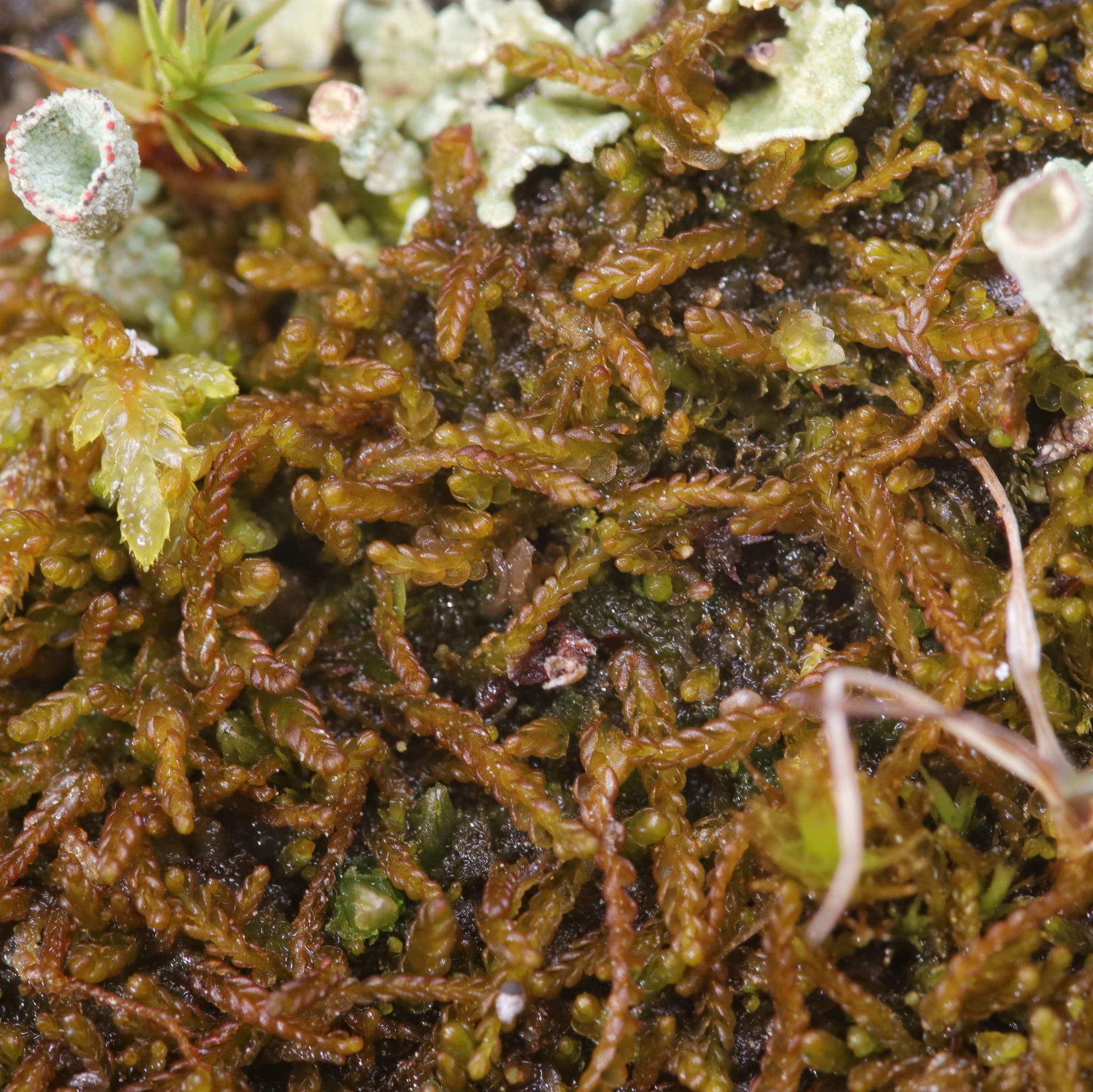 Nardia geoscyphus