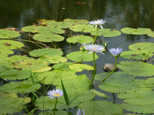 Nymphaea nouchali observed 2018-11-08