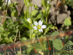 Cerastium brachypodum