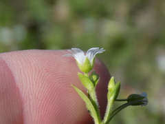 Cerastium brachypodum