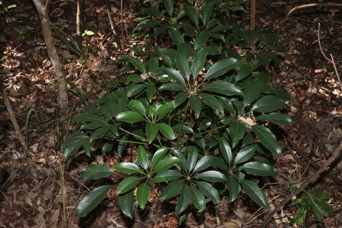 Heptapleurum arboricola