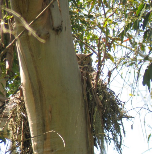 Bubo virginianus