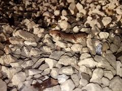 Sphaerodactylus glaucus