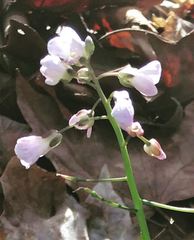 Cardamine douglassii
