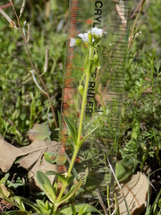 Cerastium brachypodum