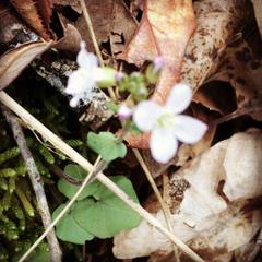 Cardamine douglassii