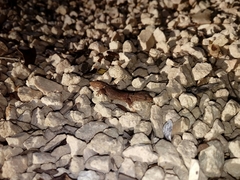 Sphaerodactylus glaucus