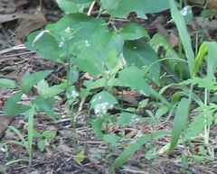 Chrysoesthia sexguttella