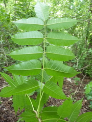 Astronium graveolens